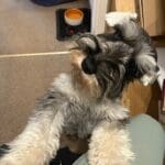 30th year celebration - Ruby picture